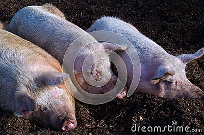 Three little sleeping pigs Stock Photo