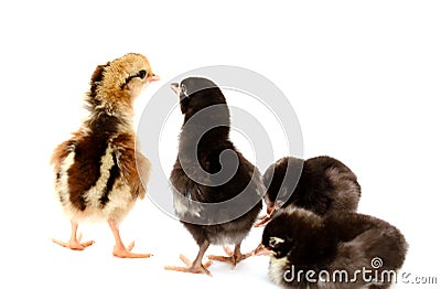 Three little turkey birds isolated. Stock Photo