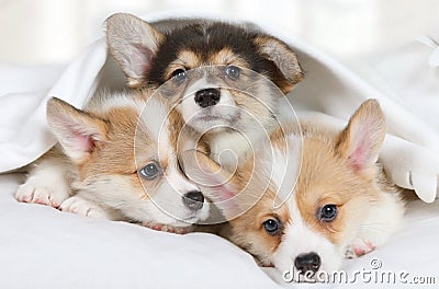 Three little Welsh Corgi Pembroke puppies Stock Photo