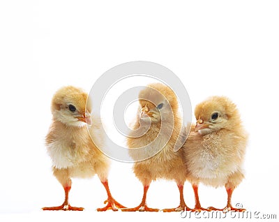 Three of little yellow kid chick standing on white background wi Stock Photo