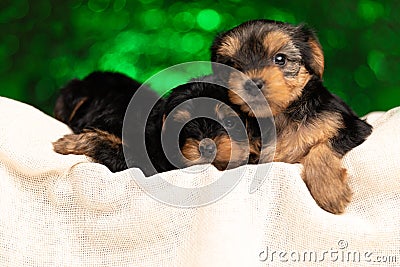 Three little yorkshire terrier dogs hugging, resting in their bed Stock Photo