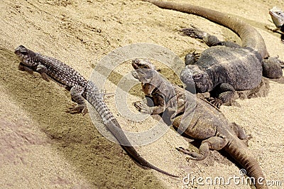 Three lizards on sand Stock Photo