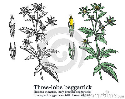 Three-lobe beggartick. Colorful vector hand drawn plant. Vintage sketch Vector Illustration