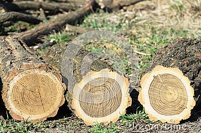 Three logs Stock Photo