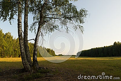 Three lonely birch trees in the open scape Stock Photo