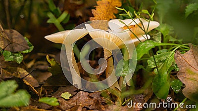 Three lonely mushrooms in the morning Light Stock Photo