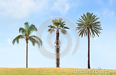 Three lonely palm trees Stock Photo