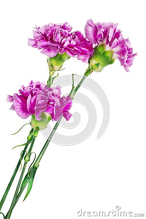 Three lonely pink carnation Stock Photo