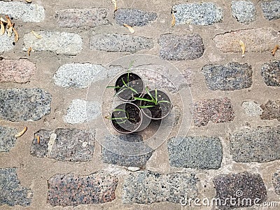 Three Lonely Spider Plants Stock Photo