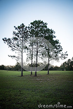 Three Lonely Trees Stock Photo