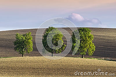 Three lonely trees on wavy ground Stock Photo