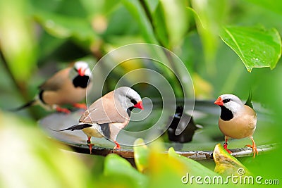 Three long-tailed finch birds Stock Photo