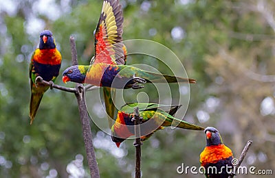 Three lorikeets on adjacent branches with another flying past Stock Photo