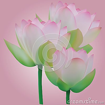 Three lotus flowers, vector with any scaling. Stock Photo