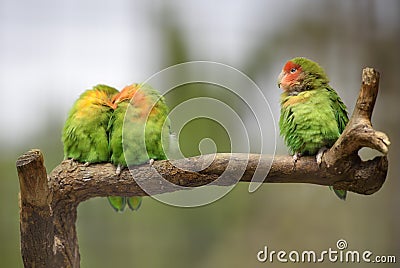 Three lovebirds on a branch Stock Photo