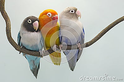 Three lovebirds are perched on a tree branch. Stock Photo