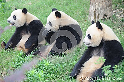 Three lovely pandas sitting on the grassland Stock Photo