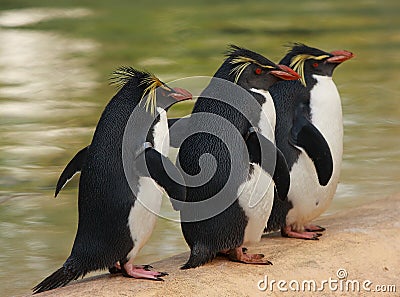 Three macaroni penguins Stock Photo