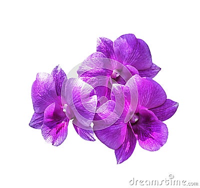 Three magenta orchid flowers isolated Stock Photo