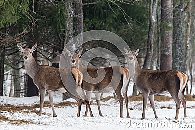 Three magnificent deer. Herd of adult great female deer cervus elaphus. Noble red deer, standing in Belorussian forest. Portrait Stock Photo