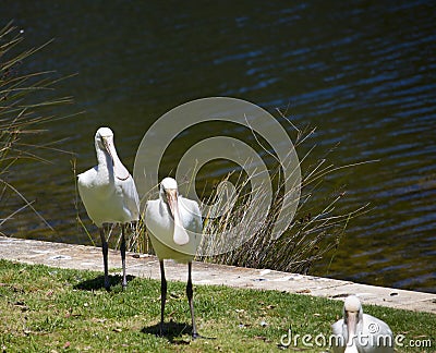 Three superb Australian Platalea flavipes yellow billed royal spoonbills are standing by the l ake. Stock Photo