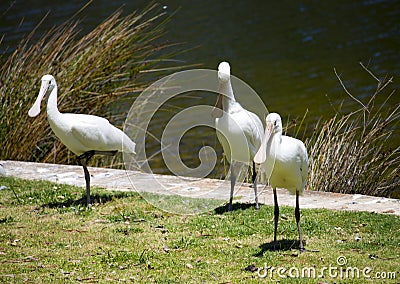 Three majestic Australian Platalea flavipes yellow billed royal spoonbills are standing by the l ake. Stock Photo