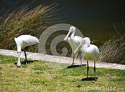 Three majestic Australian Platalea flavipes yellow billed royal spoonbills are standing by the l ake. Stock Photo