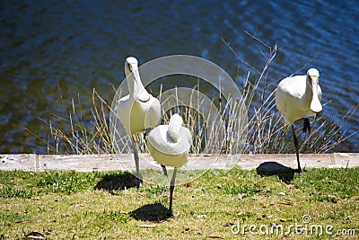 Three majestic Australian Platalea flavipes yellow billed royal spoonbills are standing by the l ake. Stock Photo