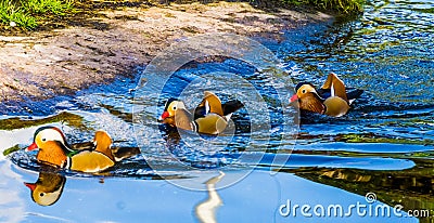 Three male mandarin ducks swimming in the water, tropical and colorful birds from Asia Stock Photo