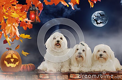 Three maltese dogs on Halloween Stock Photo