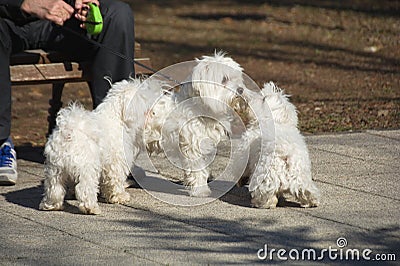 Three maltese dogs playing in the park Stock Photo