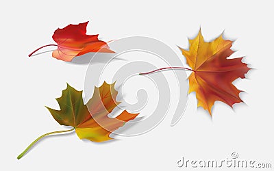 Three maple leaf Vector Illustration