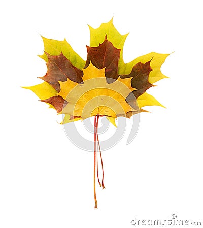 Three maple leaves Stock Photo