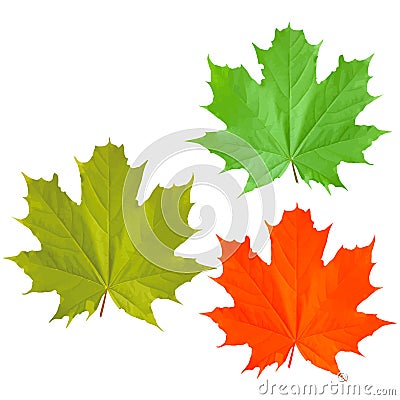 Three maple leaves Vector Illustration