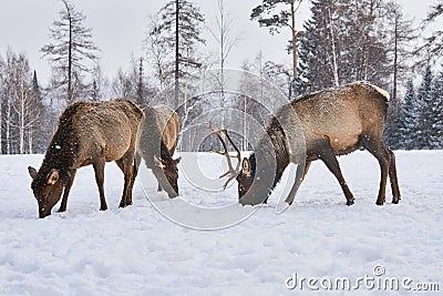 Three maral deers graze in a clearing in the winter in the forest Stock Photo