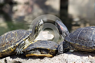Three marsh turtles Stock Photo