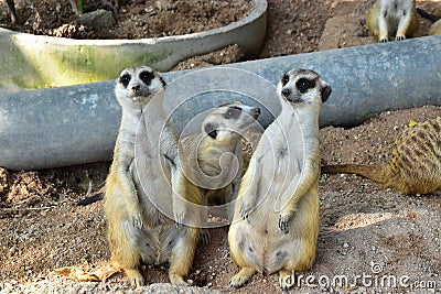 Three MeerCats Standing and Looking for something on the sand Stock Photo