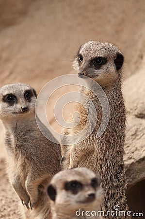 Three Meerkats on the lookout Stock Photo