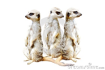 Three meerkats standing together Stock Photo