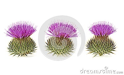 Three milk thistle flowers isolated on white background Stock Photo