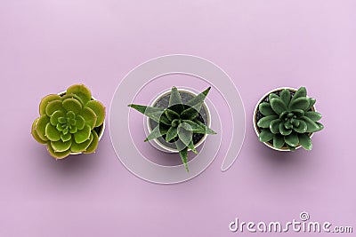 Three mini succulents in pot on violet background Top view Flat lay Stock Photo