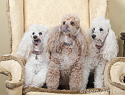 Three Miniature French Poodles on Chair Stock Photo