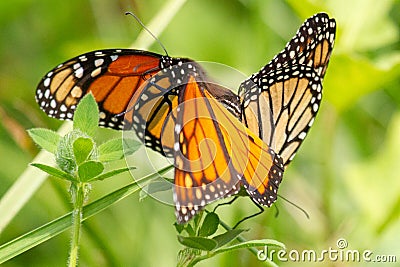 Three Monarchs Stock Photo