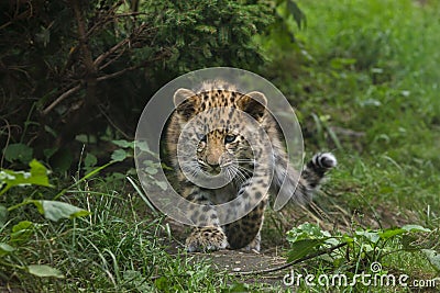 Amur leopard Panthera pardus orientalis Stock Photo