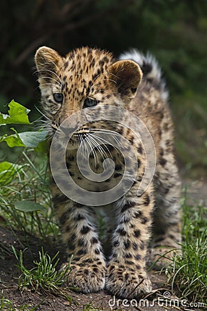 Amur leopard Panthera pardus orientalis Stock Photo