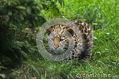 Amur leopard Panthera pardus orientalis Stock Photo