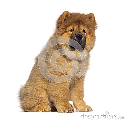 Three months old puppy Chow-chow dog, isolated on white Stock Photo