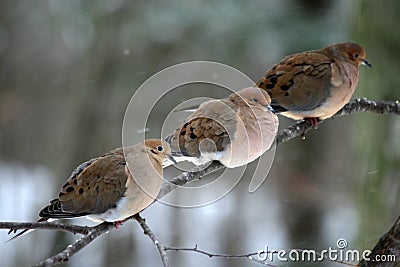 Three Mourning Doves Stock Photo