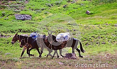 Three mules Stock Photo