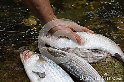 Three mullets on stone Stock Photo